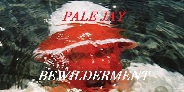 PALE JAY / BEWILDERMENT - 現行スウィートシーンの新星"PALE JAY"による待望のフルレングスアルバムが登場!