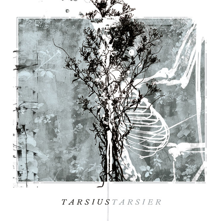 Tarsius Tarsier / Ceremonia de Atadura de Manos 