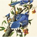 GLIMPSE / グリンプス / Birds Collection
