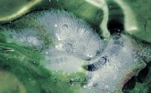 Tristan Arp、ニューアルバム a pool, a portal をリリース