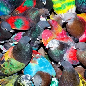 BLAWAN (ブラワン)デビューアルバム「SickElixir」を〈XL Recordings〉からリリース