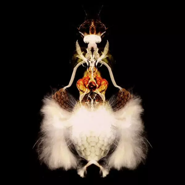 BOLA / FYUTI