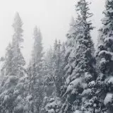 NADJA / ナジャ / RADIANCE OF SHADOW