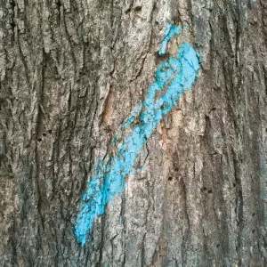 TAYLOR DEUPREE / テイラー・デュプリー / LOST & COMPILED