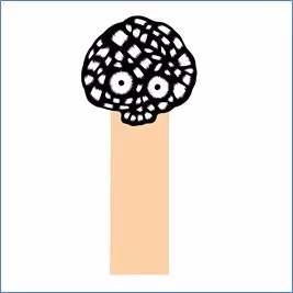 LAUER / ラウアー / HANDS & FEET/STIGMA