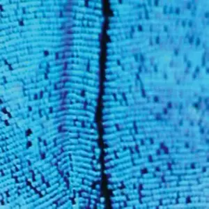 2562 / NEW TODAY (国内流通盤)