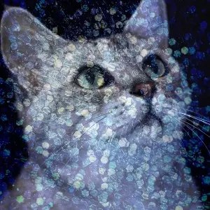 PLASTICZOOMS / SECRET  POSTCARD