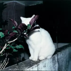 婦人倶楽部　東京カラー 東京カラー/FUJINCLUB/婦人倶楽部｜日本のロック｜ディスクユニオン