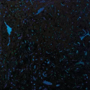 ZENKER BROTHERS / IMMERSION