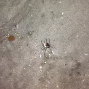 M.E.S.H. / SCYTHIANS