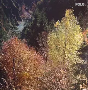 POLE / ポール / WALD