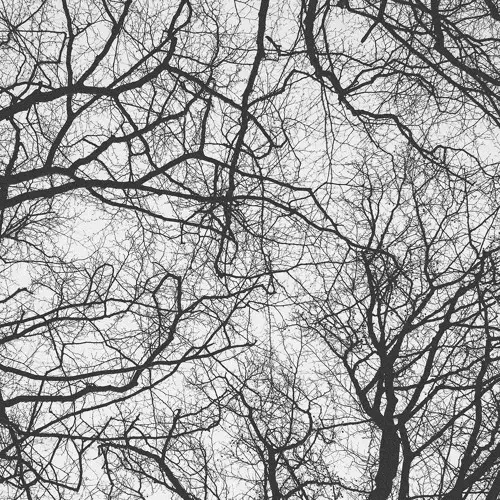 SEBASTIAN MULLAERT / セバスチャン・マーレイ / YOU'RE AN ORCHESTRA IN THE COSMOS