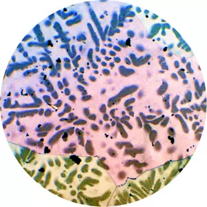 ADMIN / SPIRIT BOOGIE