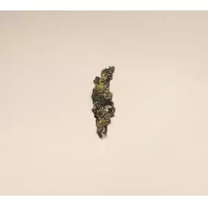 V.A. / PLANGENT COMPILATION VOL.1
