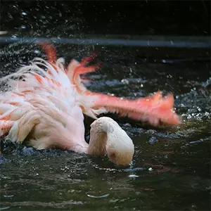 Rupurizu / Rezension of Renaissance