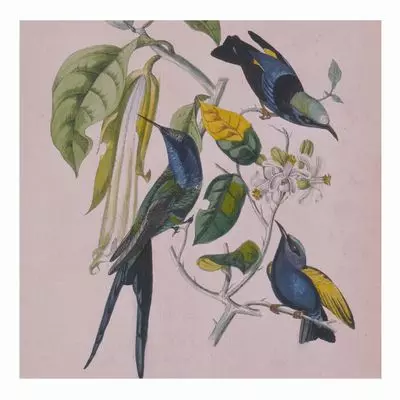SUSUMU YOKOTA / ススム・ヨコタ / SAKURA