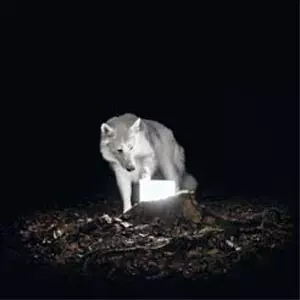 VANISHING LIFE / Surveillance