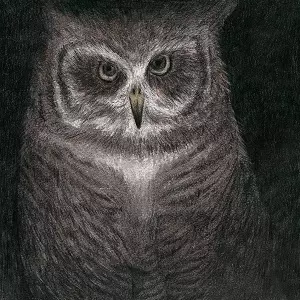 KENJI OZAWA / 小沢健二 / フクロウの声が聞こえる(完全限定盤)