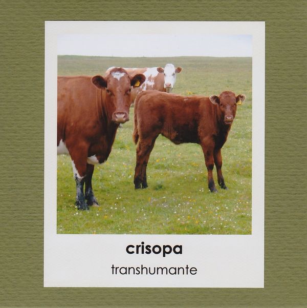 CRISOPA / TRANSHUMANTE