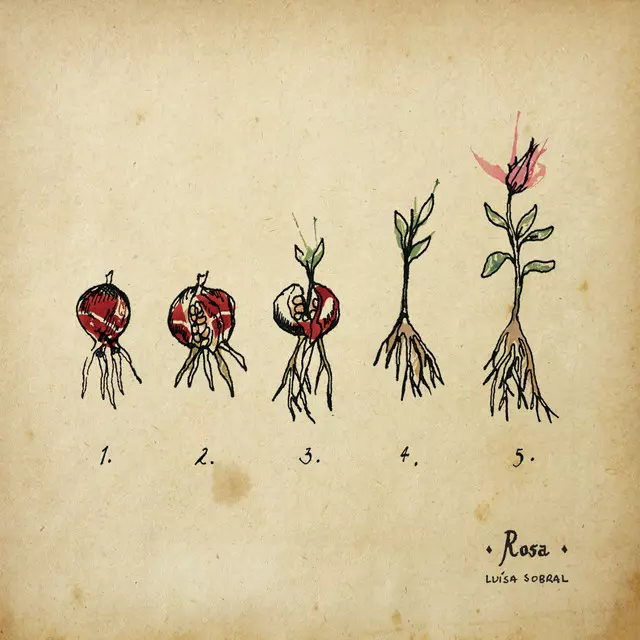 LUISA SOBRAL / ルイーザ・ソブラル / ROSA