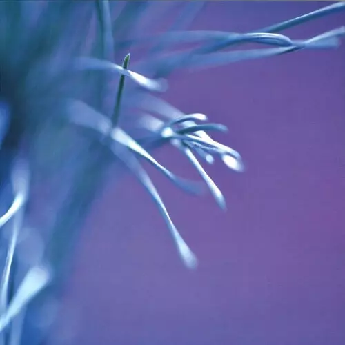 NESS (TECHNO) / MOVING THROUGH ILLUSIONS