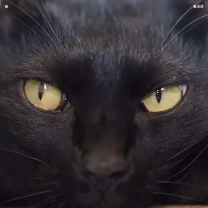 湯浅湾 / 脈(アナログ)