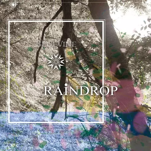 BLUEVINE / RAINDROP