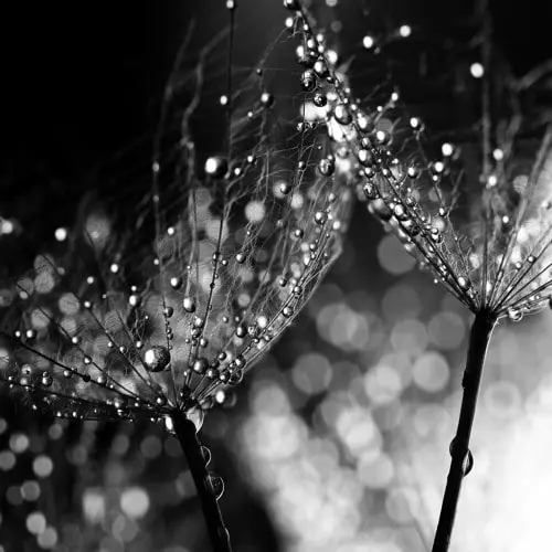 CIO D'OR / FLUIDUM III