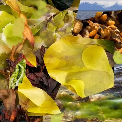 BRYCE HACKFORD / SAFE (EXITS)