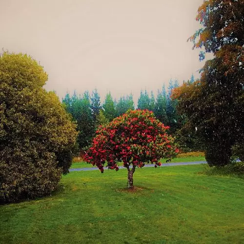 THE BATS / FOOTHILLS (LP)