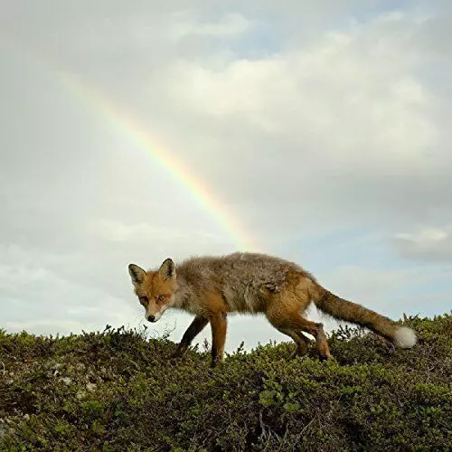 BUCK MEEK / BUCK MEEK(OPAQUE ORANGE VINYL)