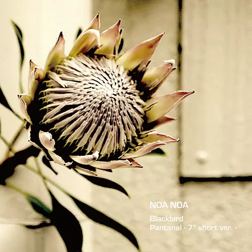 NOA NOA / ノア・ノア / Blackbird / Pantanal(7" short ver.)