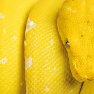 V.A. (FRAGIL MUSIQUE) / FRAGILISTIC