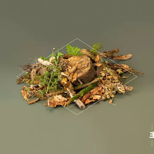 FERGUS MCCREADIE / Forest Floor