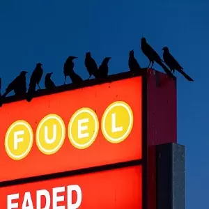 NEBRASKA / ネブラスカ / CHANT DES OISEAUX EP