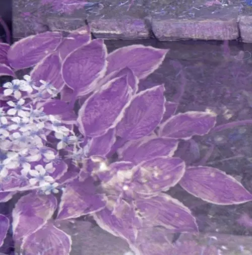 ABOUTFACE / WATER THAT GLOWS LIKE DANCING GLASS CUTS CRIMSON