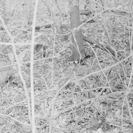 TONGUE DEPRESSOR / BONES FOR TIME