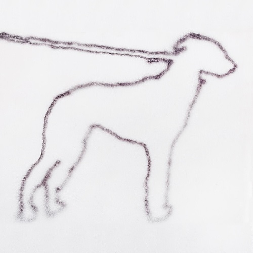 JONAH YANO / ジョナ・ヤノ / PORTRAIT OF A DOG