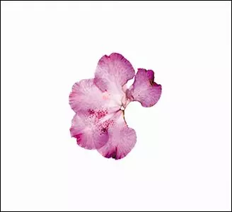 RICCI / BONALDO / FAVARON / MUSIC FOR ZOE