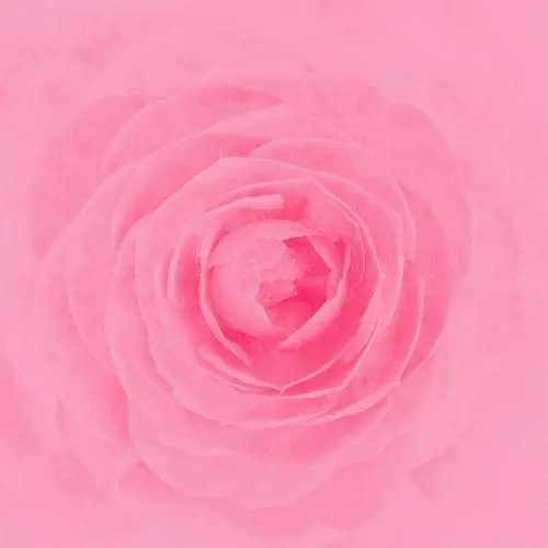RAY (JPN) / Camellia