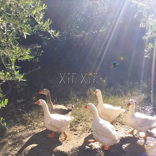 xiexie / XIEXIE / 33 