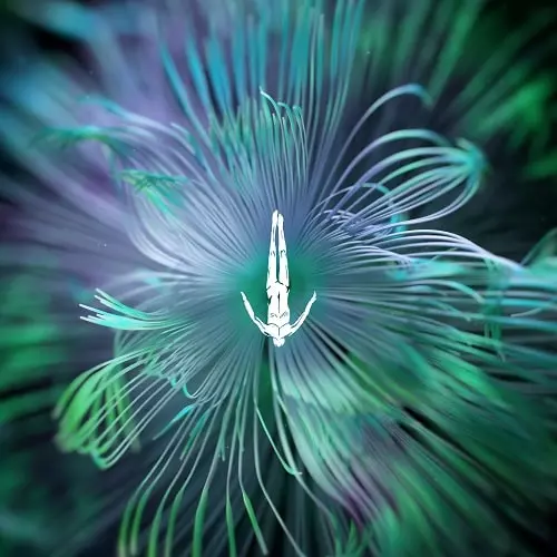 INNELLEA / FIVE PHASES - REFLECTED WISDOM