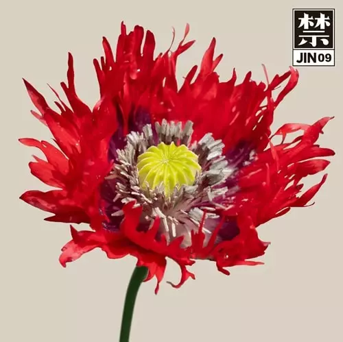 COSMO (SEOUL) / JIN09