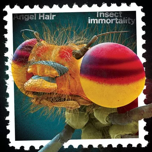 ANGEL HAIR / エンジェル・ヘアー / INSECT IMMORTALITY (LP)