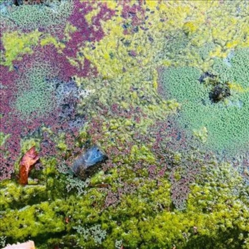 ROB MAZUREK / ロブ・マズレク / Nestor's Nest(LP)