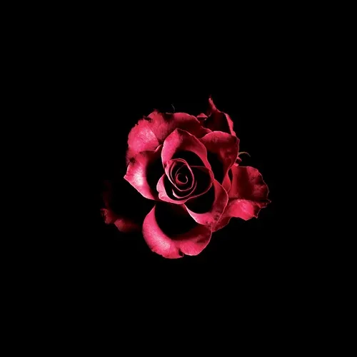 XL MIDDLETON / FOR THE ROSE