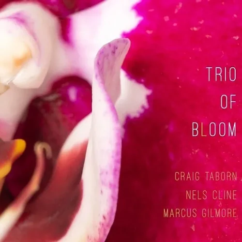 TRIO OF BLOOM / Trio of Bloom