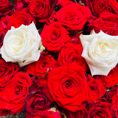 Remember Records商品一覧｜ディスクユニオン・オンライン