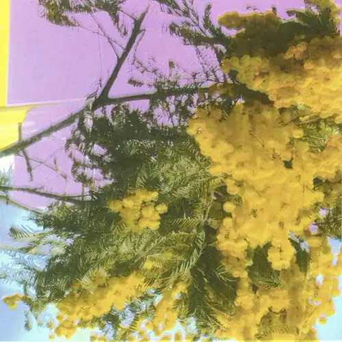 Four Tet【アナログレコード8枚セット vinyl】フォーテット FOUR TET / フォー・テット商品一覧｜CLUB / DANCE｜ディスク