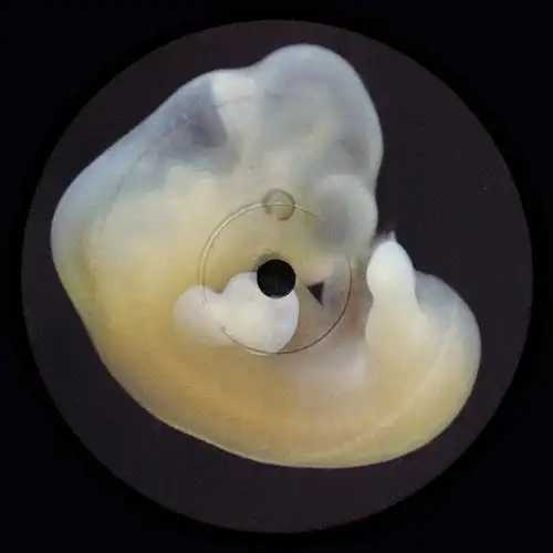 【合計5箱】ハウス・テクノ・ミニマル レコード285枚【※出品は1箱ずつです】C 合計5箱】ハウス・テクノ・ミニマル レコード285枚【※出品は1箱